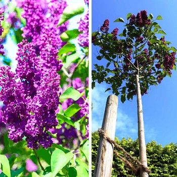 STROMKOVÝ  ŠEŘÍK ´LUDWIG SPAETH´ km 120