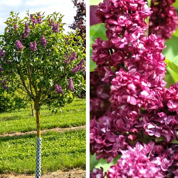 STROMKOVÝ ŠEŘÍK ´CHARLES JOLY´ km 120