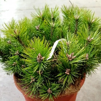 BOROVICE HUSTOKVĚTÁ ´LOW GLOW´ kont. 7,5L