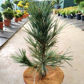 BOROVICE OHEBNÁ ´VANDERWOLFS PYRAMID´ kont. 7,5L