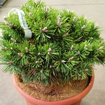 BOROVICE KLEČ ´BENJAMIN´ kont. 7,5L