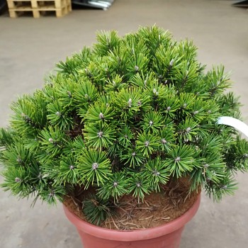 BOROVICE KLEČ ´GNOM´ kont. 7,5L