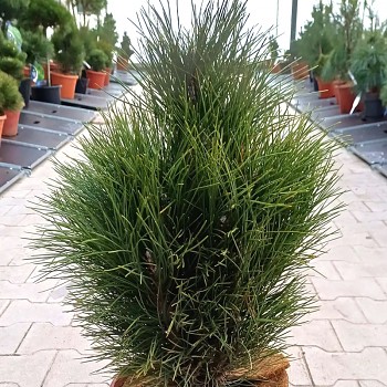 BOROVICE ČERNÁ ´GREEN ROCKET´ kont. 7,5L