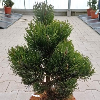 BOROVICE ČERNÁ ´OREGON GREEN´ kont. 7,5L