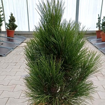 BOROVICE ČERNÁ ´PYRAMIDALIS´ kont. 7,5L