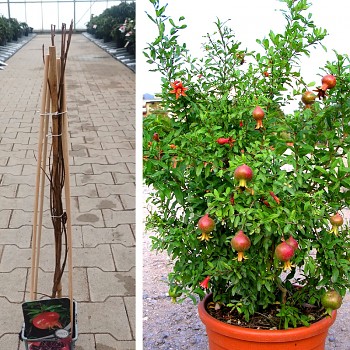 GRANÁTOVNÍK kont. 2L