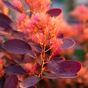 RUJ VLASATÁ ´ROYAL GLOW´ kont. 2,5L