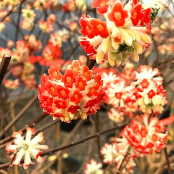 EDGEWORTHIA CHRYSANTHA ´RED DRAGON´ kont. 1,5L