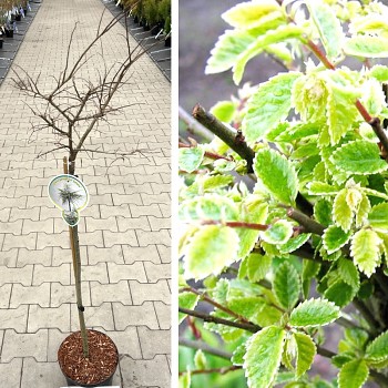 JILM ČÍNSKÝ ´GEISHA´ km 60 ko 4L