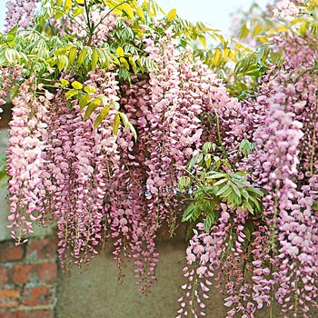 VISTÁRIE ´HONBENI´ kont. 2L