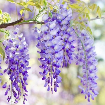 VISTÁRIE ´ISSAI NAGA´ kont. 2L