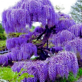 VISTÁRIE ´BLUE MOON´ kont. 2L