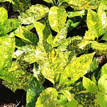 AUKUBA JAPONSKÁ ´GOLDEN KING´ kont. 2L