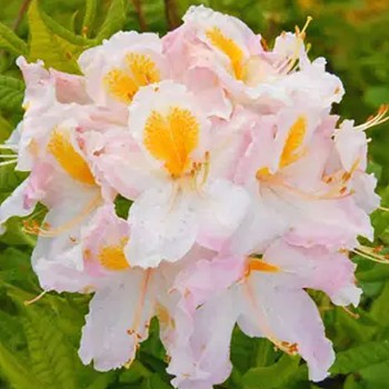 AZALKA XXL´MOWE´ kmínek 60cm, kont. 5L