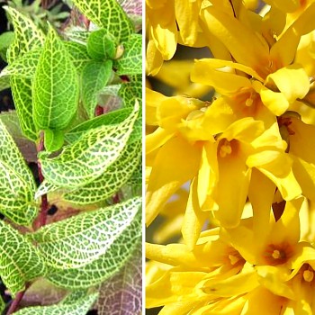 ZLATICE ZELENÁ ´KUMSON´ kont. 2,5L