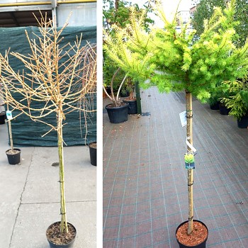 MODŘÍN JAPONSKÝ ´MAGIC GOLD´ kmínek 90cm, kont. 5L