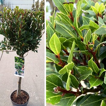 VAVŘÍN PRAVÝ ´BAY JUNIOR´ kmínek 50cm, kont. 3L