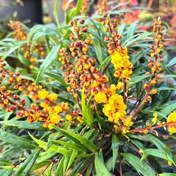 MAHÓNIE ´VOLCANO´ kont. 2,5L