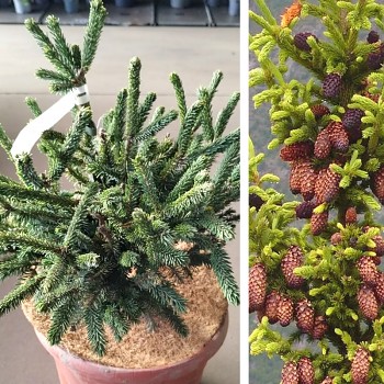 SMRK LITIANGSKÝ ´PURPUREA´