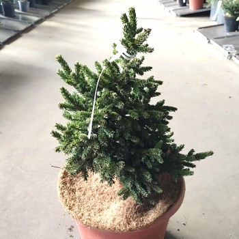 SMRK VÝCHODNÍ ´BARNES´