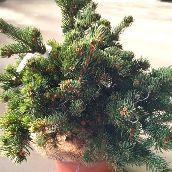 SMRK PICHLAVÝ ´NIDIFORMIS KALOUŠ´ ko 5L