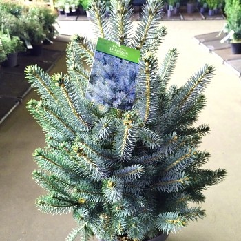 SMRK PICHLAVÝ ´SUPER BLUE SEEDLING´ ko 5L	