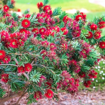 ŠTĚTKOVEC ´BETTER JOHN´  kont. 2L