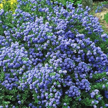 LATNATEC ´BLUE MOUND´ kont. 2L