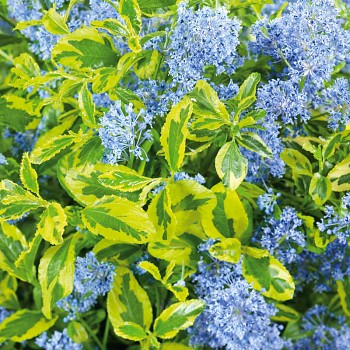 LATNATEC ´ELDORADO´ kont. 2L