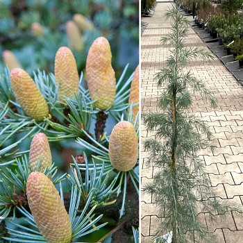 CEDR HIMALÁJSKÝ  80 -100 cm ko 4L