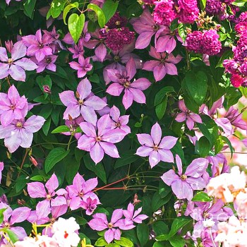 PLAMÉNEK ´MARGARET HUNT´ ko 2L