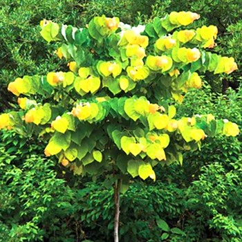 ZMARLIKA KANADSKÁ ´HEARTS OF GOLD´ km 120 KO 12L