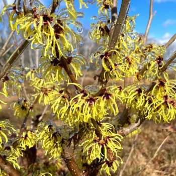 VILÍN ´PRIMAVERA´ kont. 2L