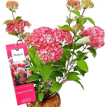 HORTENZIE STROMKOVITÁ ´MAGICAL DARK PINK´ kont. 5L