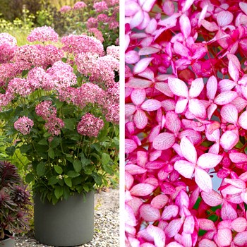 HORTENZIE STROMKOVITÁ ´CANDYBELLE SORBET´ kont. 4L