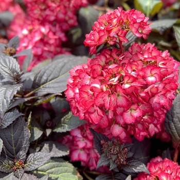 HORTENZIE ´DARK ANGEL RED´® kont. 4L