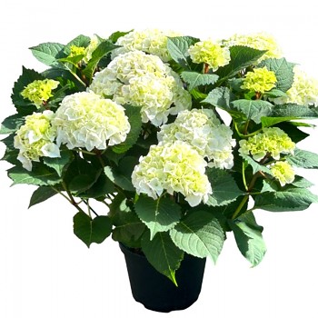 HORTENZIE ´ICE BOY´® kont. 4L