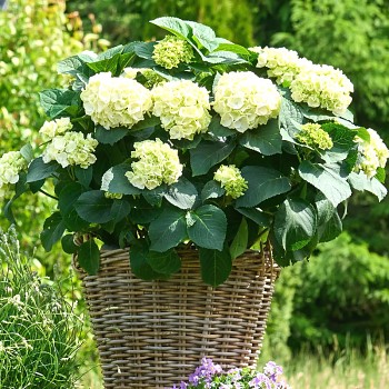 HORTENZIE ´ICE GIRL´® kont. 4L