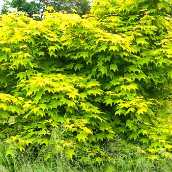 JAVOR KAPADOCKÝ ´AUREUM´ výška 150+ cm ko 5L