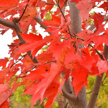 JAVOR FREEMANŮV ´AUTUMN FANCY´ výška 150+ cm ko 5L