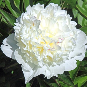 PIVOŇKA  ´LANCASTER IMP.´