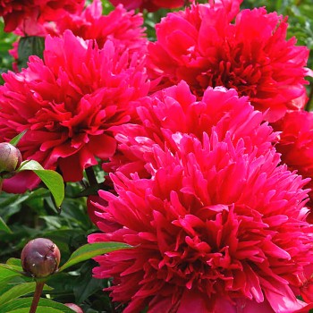 PIVOŇKA ´MANY HAPPY RETURNS´