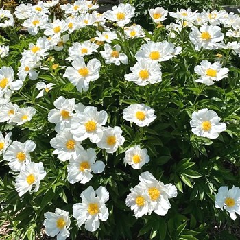 PIVOŇKA ´WHITE WINGS´