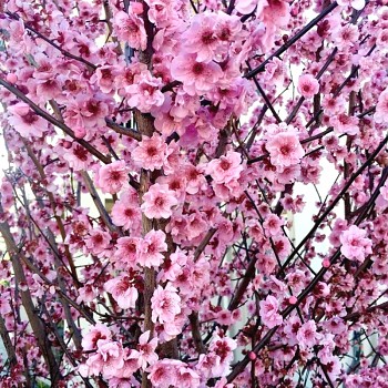 MYROBALÁN BLIERŮV  kmínek 80cm, kont. 4L