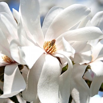 MAGNOLIE ´MERRILL´ kont. 2,5L