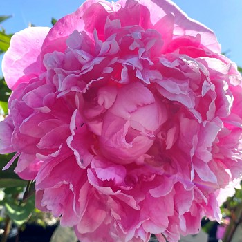 PIVOŇKA ´ALEXANDER FLEMING´´