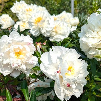 PIVOŇKA ´GARDENIA´´