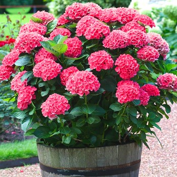 HORTENZIE ´LITTLE RED´ kont. 2L