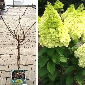 HORTENZIE LATNATÁ ´PETITE BELL´® kmínek 60cm kont. 4,5L