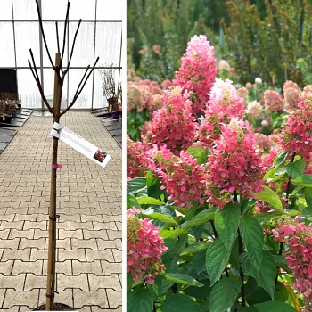 HORTENZIE ´PINKY WINKY´® km 90